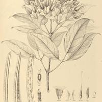 94. FRIDERICIA speciosa.