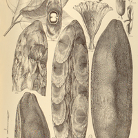 95. CALLICHLAMYS latifolia.