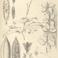 96. GLAZIOVIA bauhinioides.
