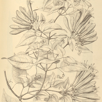 97. PYROSTEGIA venusta.