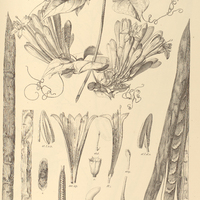 98. PYROSTEGIA venusta.
