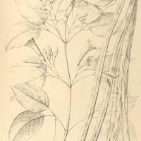 99. LUNDIA nitidula.