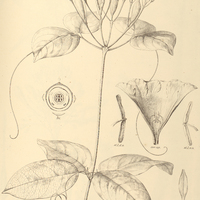 100. PHRYGANOCYDIA corymbosa.
