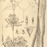 101. SALDANHIA lateriflora var. elliptica.