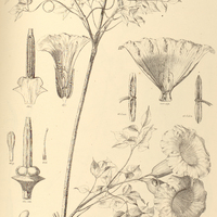 102. PERIANTHOMEGA Vellozii.