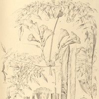 104. PLEONOTOMA jasminifolia.