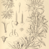 106. BIGNONIA exoleta