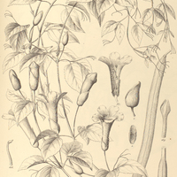 107. MACFADYENA dentata.