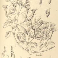 108. MELLOA populifolia.