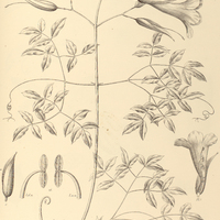 109. NEOJOBERTIA Candolleana.
