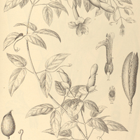 110. DOLICHANDRA cynanchoides.