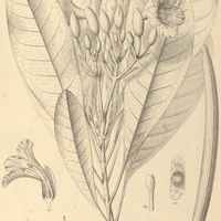 111. TABEBUIA obtusifolia.