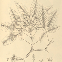 113. TECOMA impetiginosa.