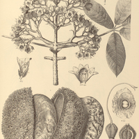 114. ZEYHERA tuberculosa.