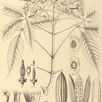 115. CYBISTAX antisyphilitica.