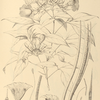 116. SPARATOSPERMA vernicosum.