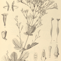 118. JACARANDA paucifoliolata.