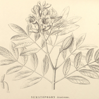 121. NEMATOPOGON densicoma.