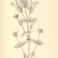 1. SIPHONACANTHUS villosus.