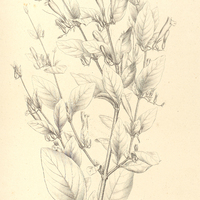 2. HOMOTROPIUM erythrorhizum.