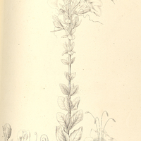 3. EURYCHANES verbasciformis.