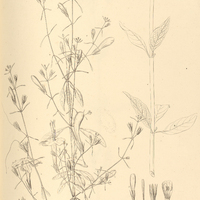 4. STEMONACANTHUS salviaefolius.