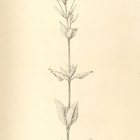 5. RUELLIA ochrolcuca.
