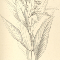6. ARRHOSTOXYLON glabrum.