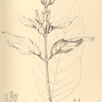 7. ANCYLOGYNE munita.