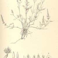 8. TELIOSTACHYA cataractae.