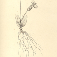 9. STENANDRIUM Pohlii.