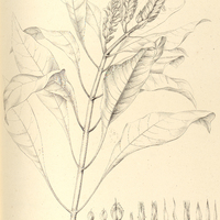 10. LAGOCHILIUM Maximilianeum.