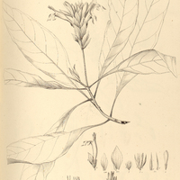 11. APHELANDRA nemoralis.