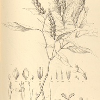 12. HERPETACANTHUS Schultzii.