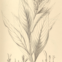 13. THYRSACANTHUS barlerioides.