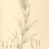 15. SCHAUERIA sulfurea.