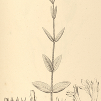 16. SERICOGRAPHIS rigida.