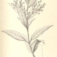 18. SAROTHECA elegans.