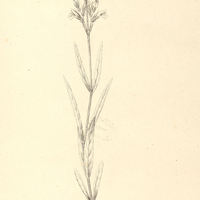 19. RHYTIGLOSSA angustifolia.