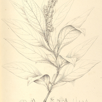 20. AMPHISCOPIA Beyrichii.