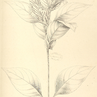 21. ORTHOTACTUS venosus.