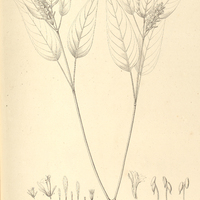 22. BELOPERONE longepetiolata.