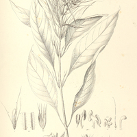 23. SIMONISIA Riedeliana.