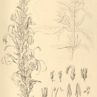 24. HARPOCHILUS Neesianus.