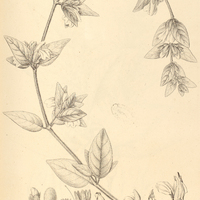 25. ADHADOTA cydoniaefolia.