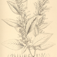 26. CHAETOTHYLAX Tocantinus.