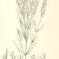 27. HEINZELIA lythroides.