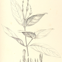 28. CHAMAERANTHEMUM Beyrichii.