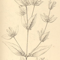 30. DICLIPTERA Pohliana.