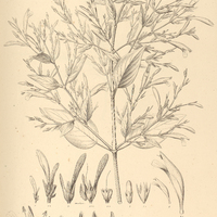 31. DACTYLOSTEGIUM sparsiflorum.